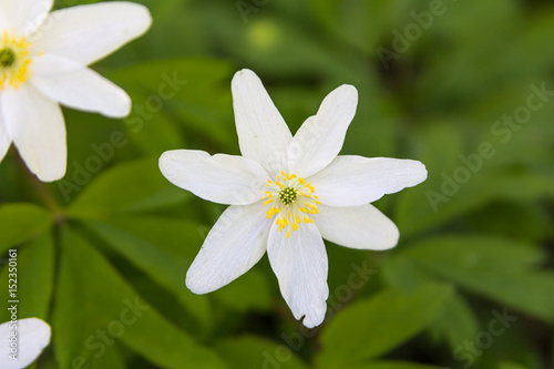 White bloom on green background.