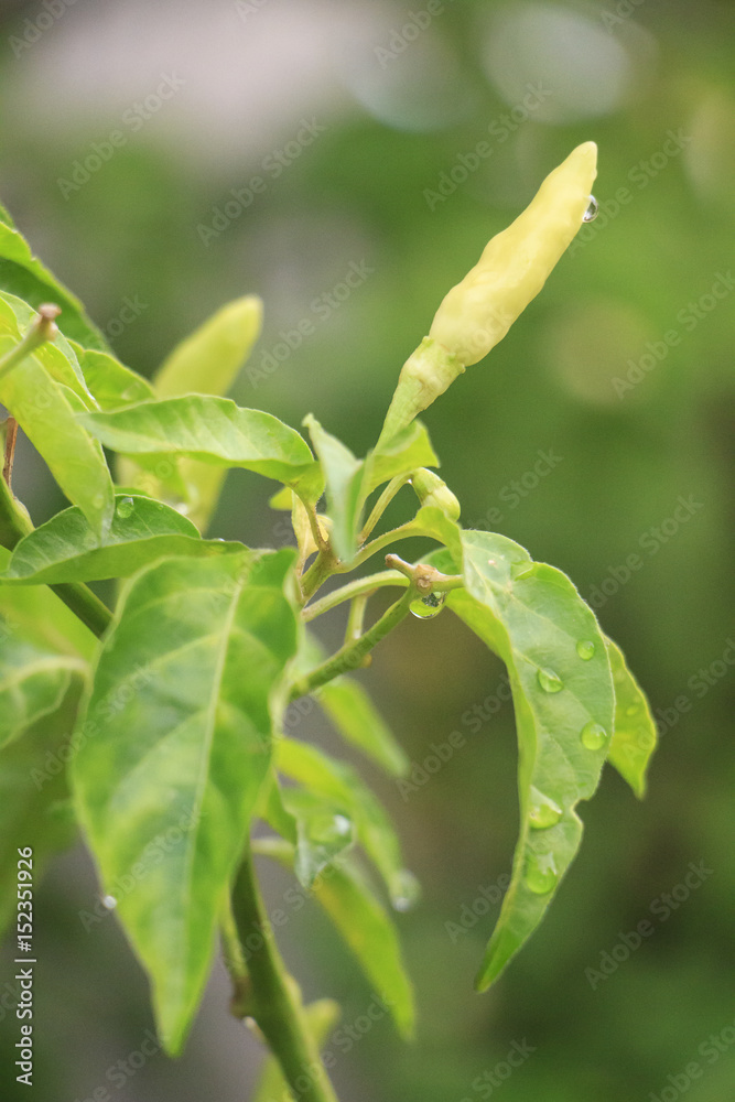 Obraz premium Green bird's eye chilli on bird's eye chilli tree (selective focus)