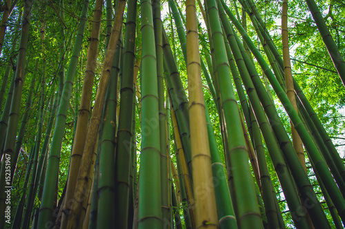 Green bamboo forest.