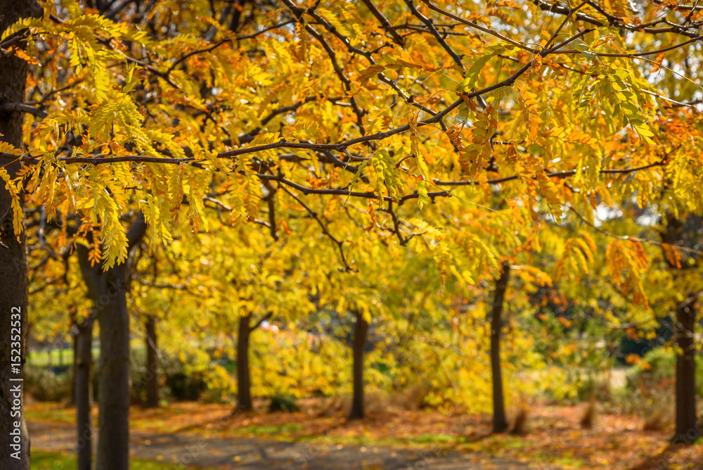 Naklejka premium An autumnal scene in a public park in Melbourne Australia showing falling golden leaves.