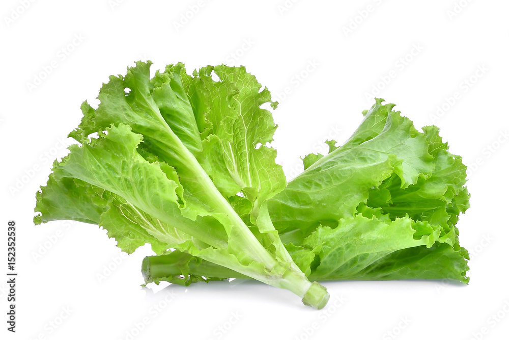 fresh green oak lettuce isolated on white background fresh green oak lettuce isolated on white background