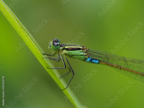 Closeup of a green and turquoise damselfy from Mauritius