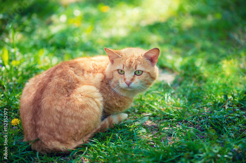 Red cat lying outdoor on the grass © vvvita