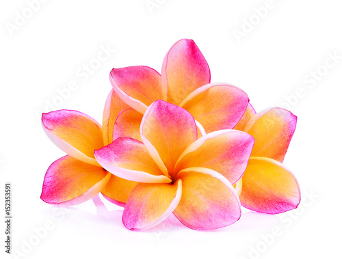 frangipani flowers isolated on white background