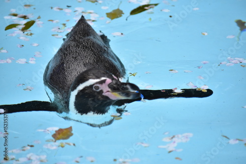 フンボルトペンギン photo