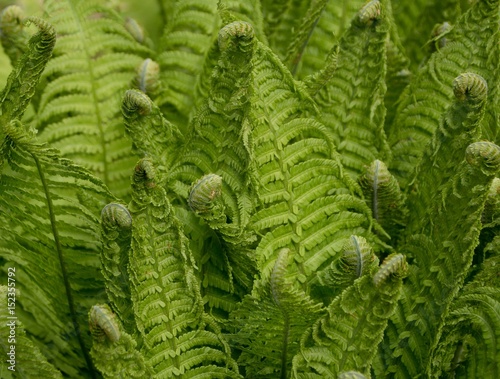 Ferns