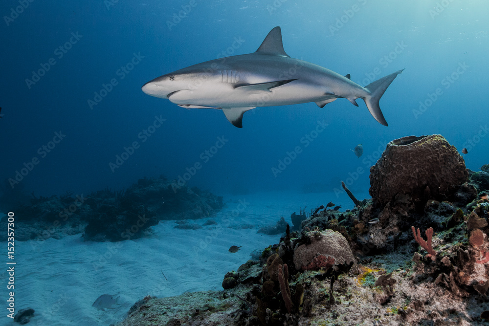 Shark avenue Shark avenue