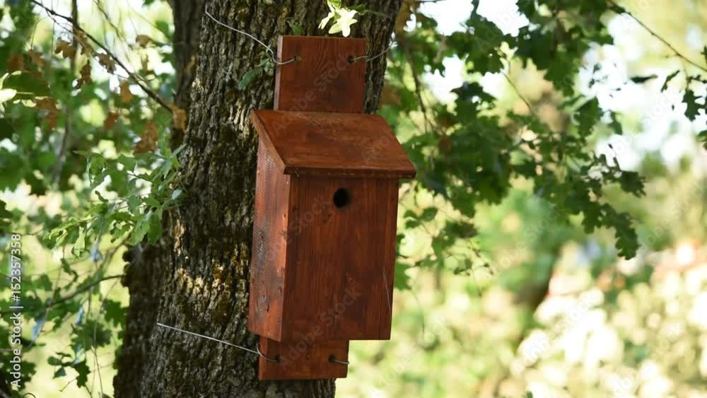 A great tit comes to a nest box and feeds its young with caterpillars A great tit comes to a nest box and feeds its young with caterpillars