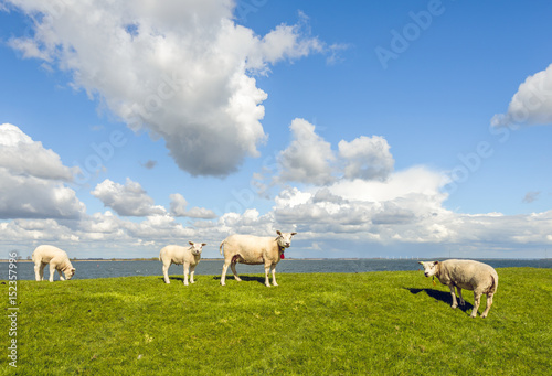 Four sheep on a dike next to a Dutch estuary