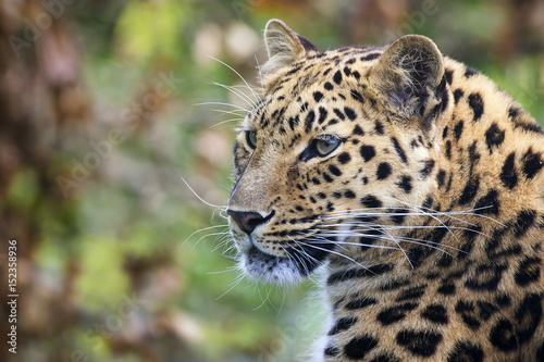 Amur leopard portrait