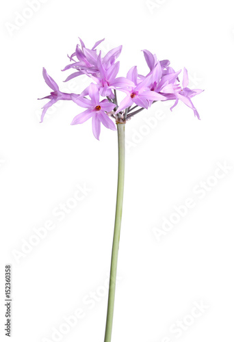 Stem and flowers of society garlic isolated against white photo
