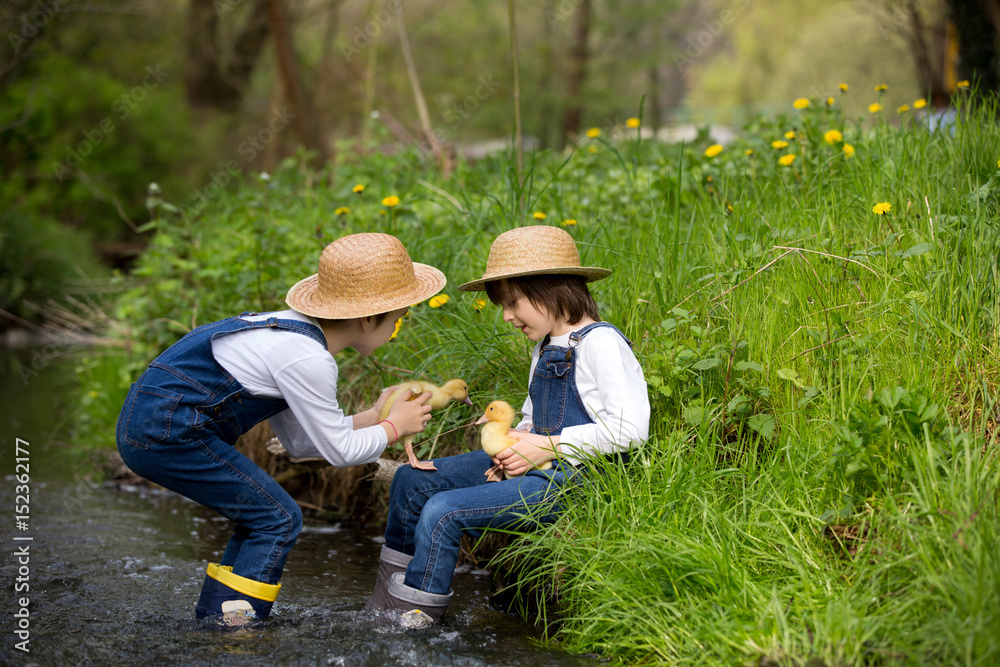 Children, playing on little river with ducklings Children, playing on little river with ducklings