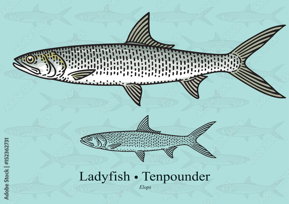 Ladyfish, Tenpounder, Machete. Vector illustration for artwork in small sizes. Suitable for graphic and packaging design, educational examples, web, etc. Ladyfish, Tenpounder, Machete. Vector illustration for artwork in small sizes. Suitable for graphic and packaging design, educational examples, web, etc.