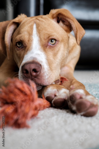 Loving family puppy dog lays down with his rope toy in the living room.