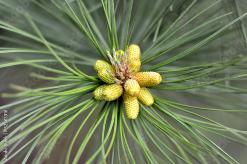 Small green cones on fir tree closeup, macro. Spring time.