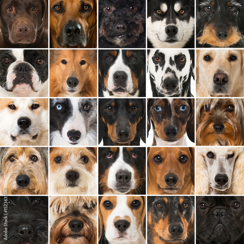Fototapeta Naklejka Na Ścianę i Meble -  Hundeschnauzen Collage