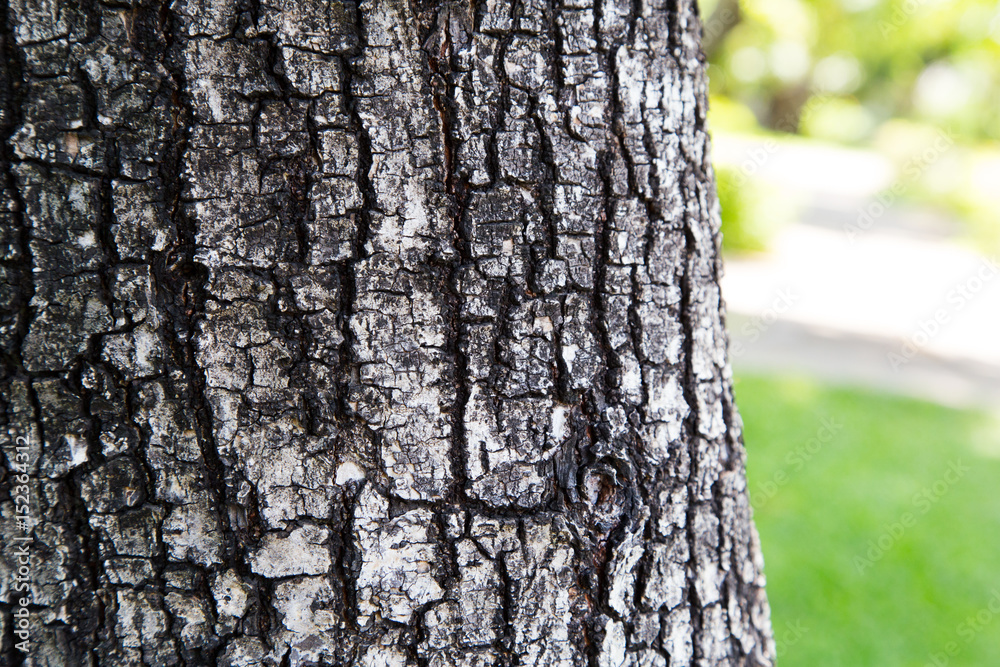 Fototapeta premium Tree bark texture