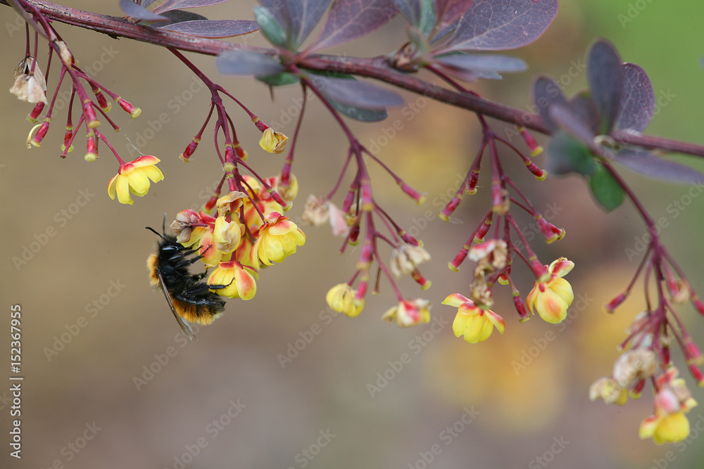 Fototapeta premium bee on japanese barberry
