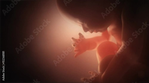 Human fetus series.  photo