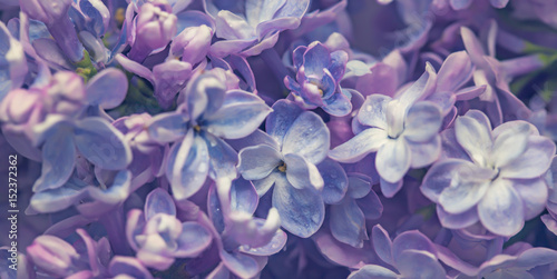 Beautiful lilac flowers background © Andrii Muzyka