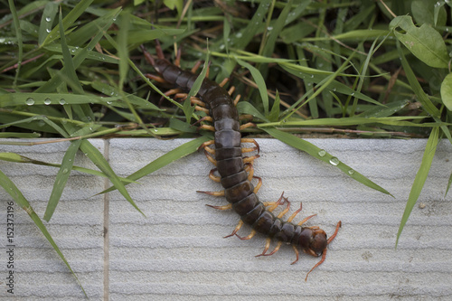 Billede på lærred The Giant red Centipede dangerous in the Garden.
