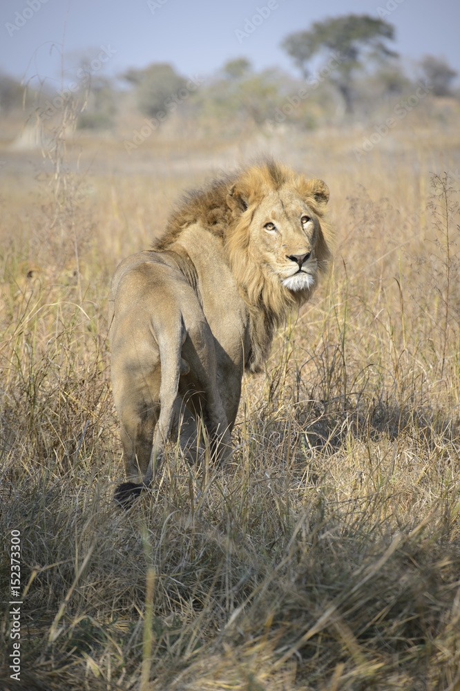 Male African Lion