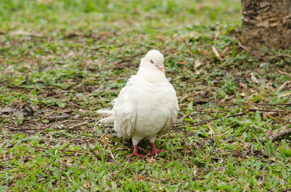 Rock pigeon in the garden
