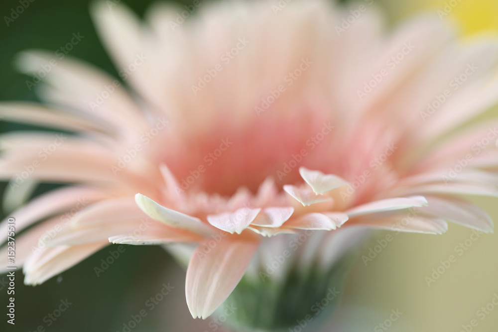 Pink Gerbera flowers in close up
