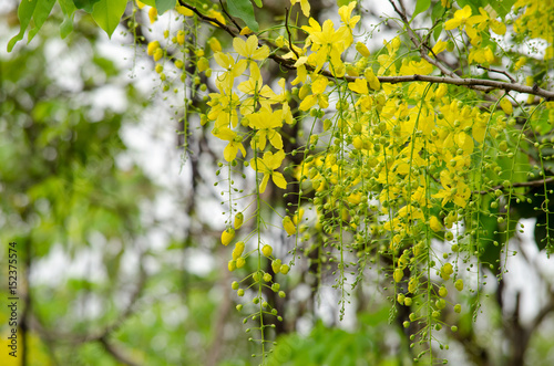golden rain tree in the garden