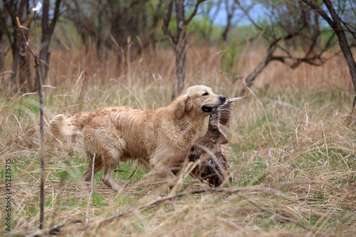 Hunting golden retriever dog.