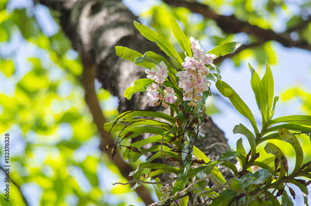 Obraz premium Orchid is growth in the forest thailand