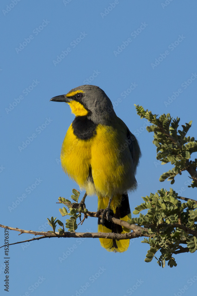 Fototapeta premium Bokmakierie or Bushshrike Perched on a Branch
