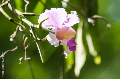 Orchid is growth in the forest thailand