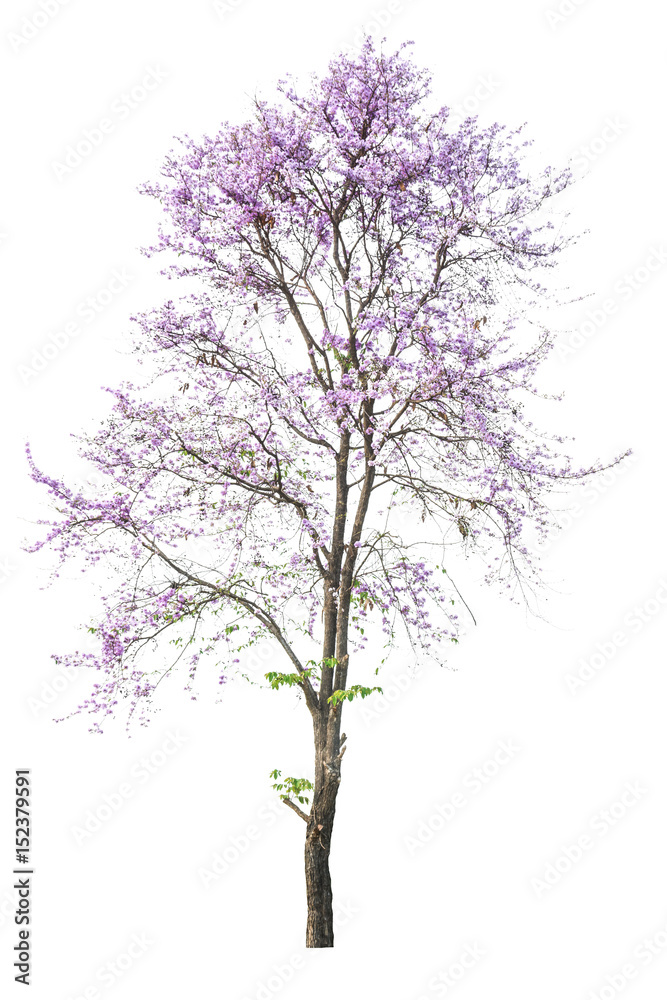 purple tree (Lagerstroemia) isolated on white background purple tree (Lagerstroemia) isolated on white background