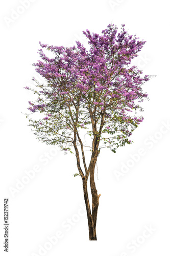purple tree  Lagerstroemia  isolated on white background