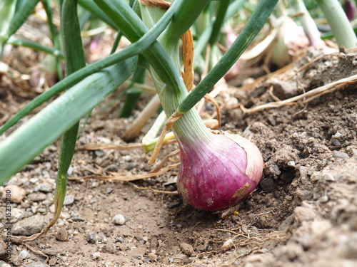 cipolla rossa
