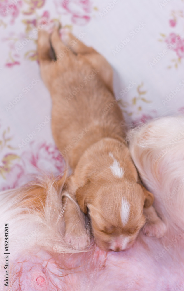 Soft focus on sleeping cocker spaniel puppies from top view Soft focus on sleeping cocker spaniel puppies from top view
