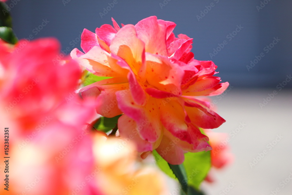 rose colorful rose colorful