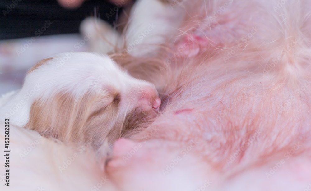Soft focus on adorable new born cocker spaniel puppies drinking milk from their mother on soft tone with some copy space Soft focus on adorable new born cocker spaniel puppies drinking milk from their mother on soft tone with some copy space