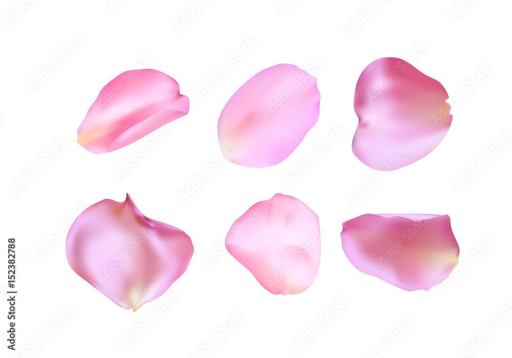 Pink rose petals set. Realistic vector