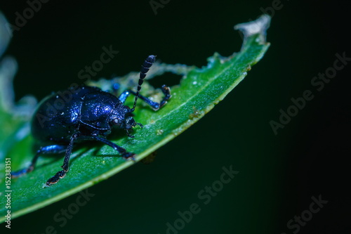 Scarab insect blue scarab beetle on leaf.