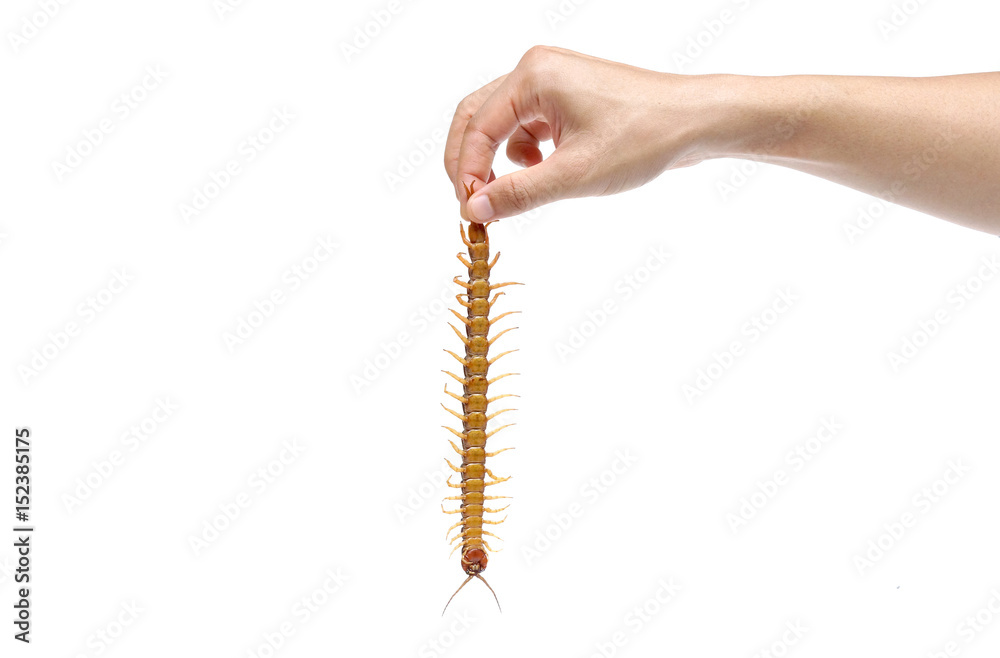 Obraz premium Hand holding a centipede from its tail