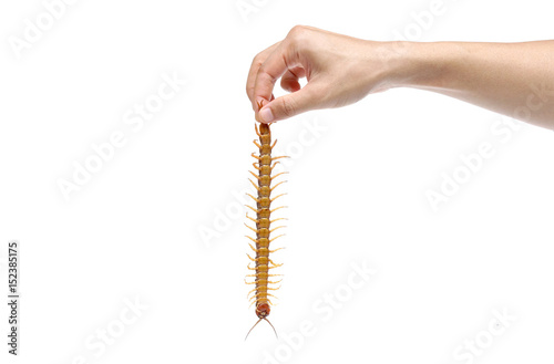 Fotografering Hand holding a centipede from its tail