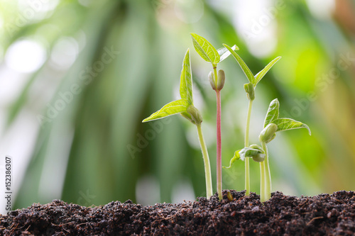 Green bean sprouts on soil in the vegetable garden and have nature bokeh background.