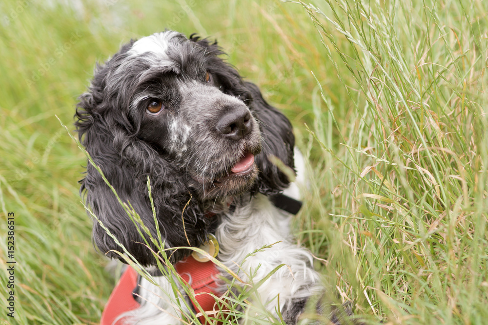 Fototapeta premium Blue Roan Cocker Spaniel sits in long grass