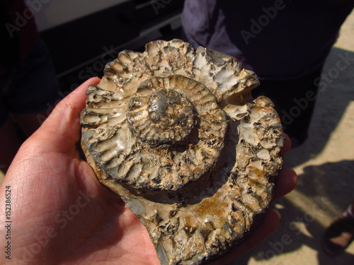 Foto Fossils on the beach of Dorset England