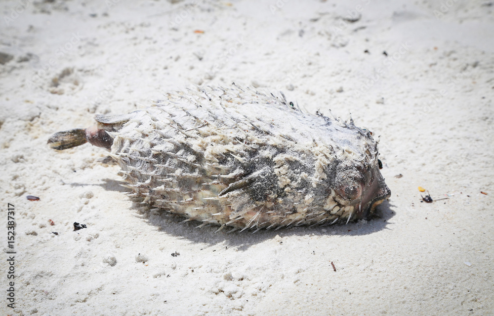 Dead puffer fish on beach Stock Photo | Adobe Stock