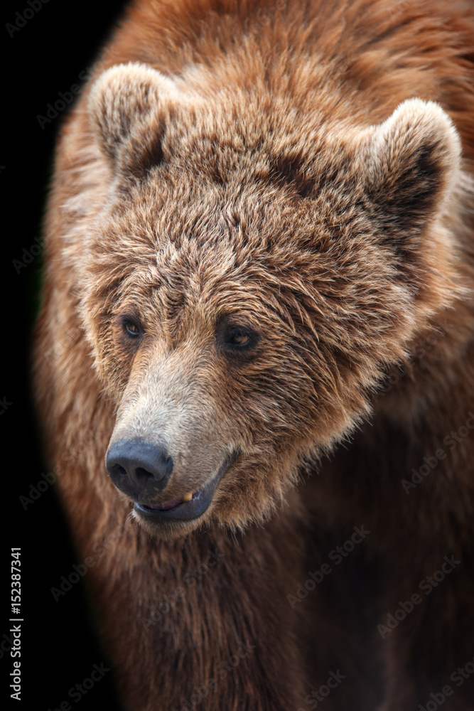 Brown bear portrait in motion isolated on black background