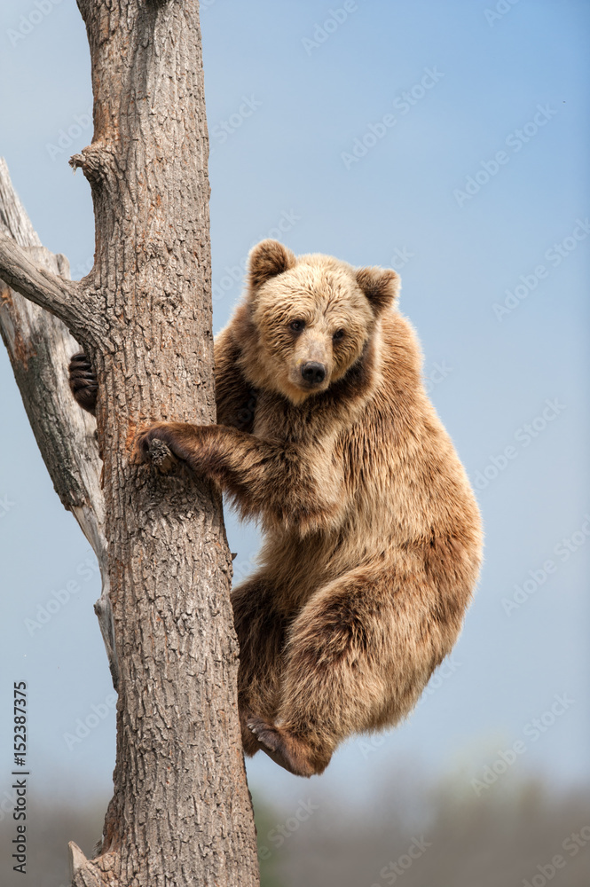 Naklejka premium Brown bear climbing in tree against blue sky