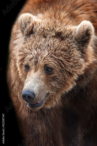 Brown bear portrait in motion isolated on black background